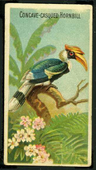 9 Concave-Casqued Hornbill
